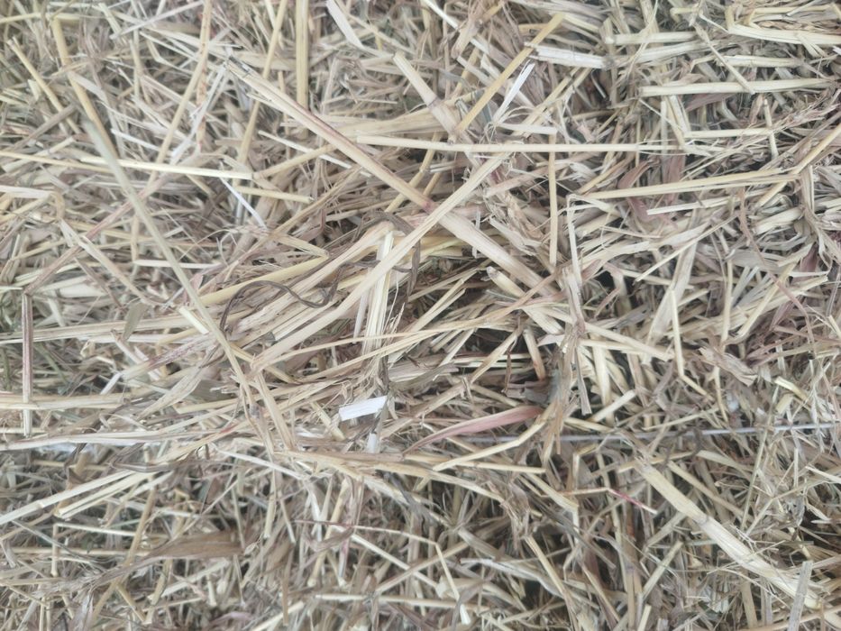 Суданка шоп сатылады