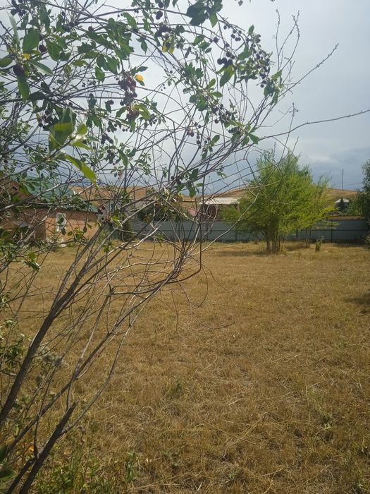 Продам вишню с участком