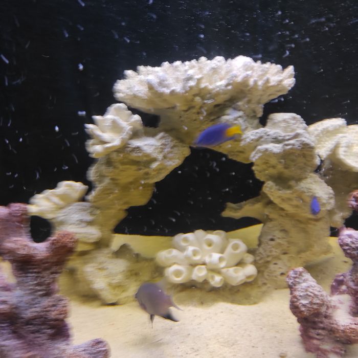 морские рыбки 3 штуки