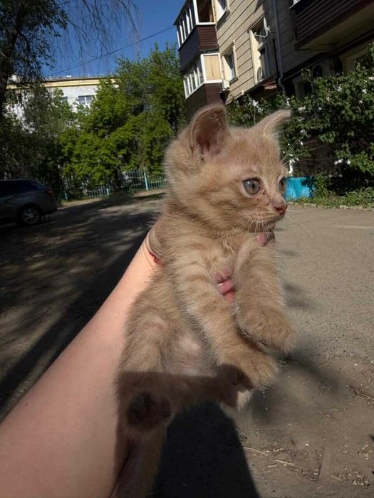 Подкинули котят! Нужен дом!