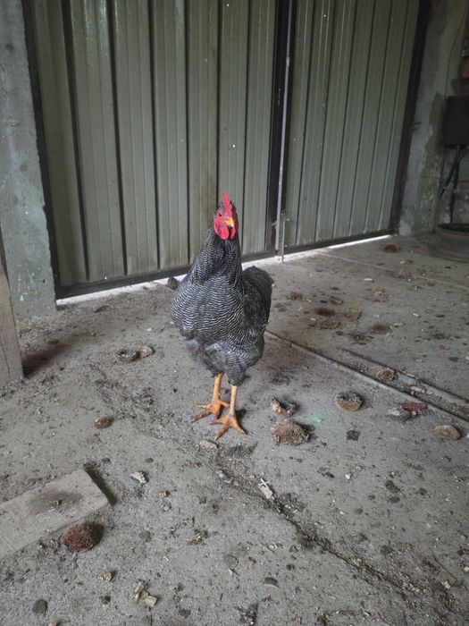 Când cocosi de casa primul an !