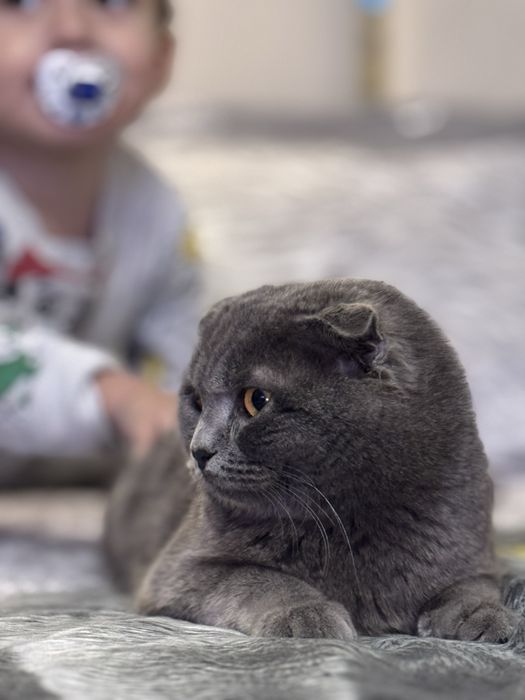 Shotlandskiy Scotish Fold, og’il bola toza qon.