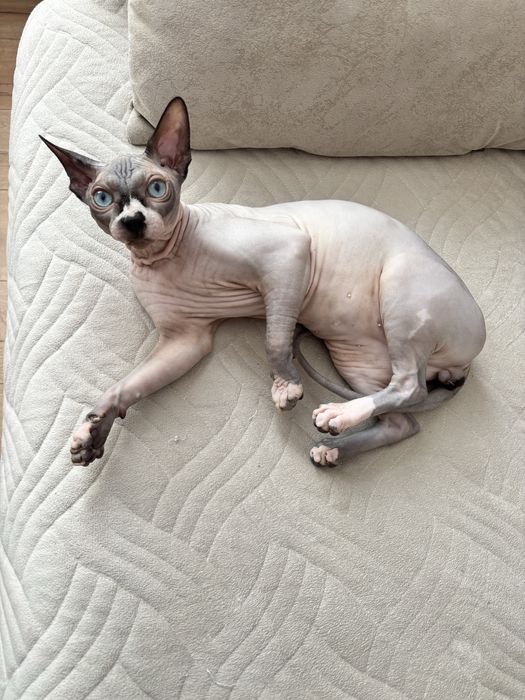 Продам котенка Сфинкс