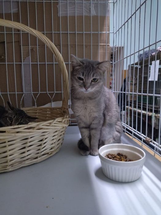 Отдам в добрые руки