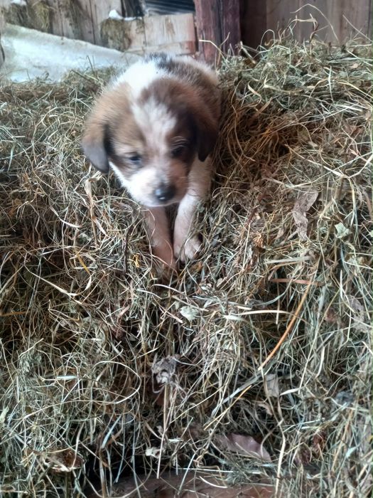 Donez caței foarte frumosi