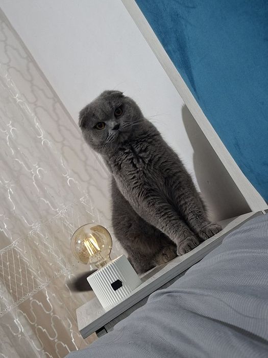 Skottish fold sotiladi