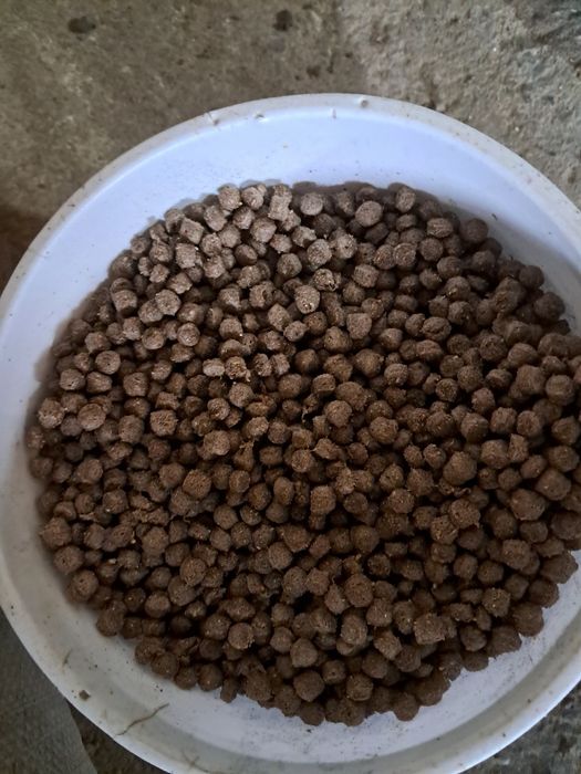 Экстродрда пишиб чикган ем