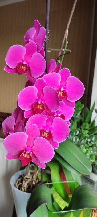 Орхидея фаленопсис