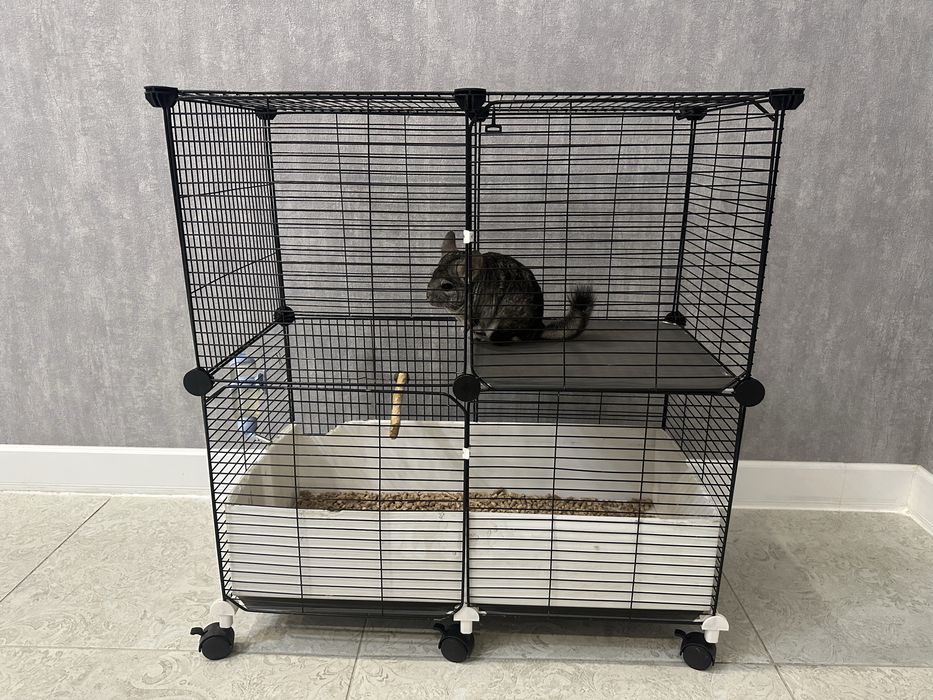 Шиншилла домашняя