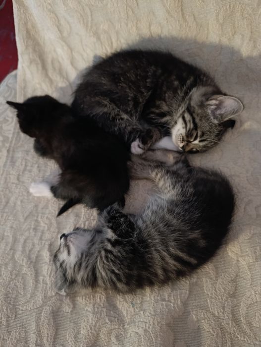 Котята в хорошие руки 2 мес
