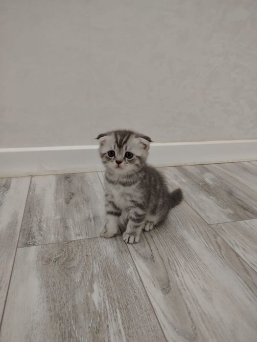 Котята шатланскте