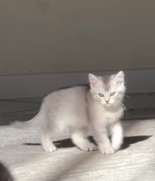 серый котенок шиншилла
