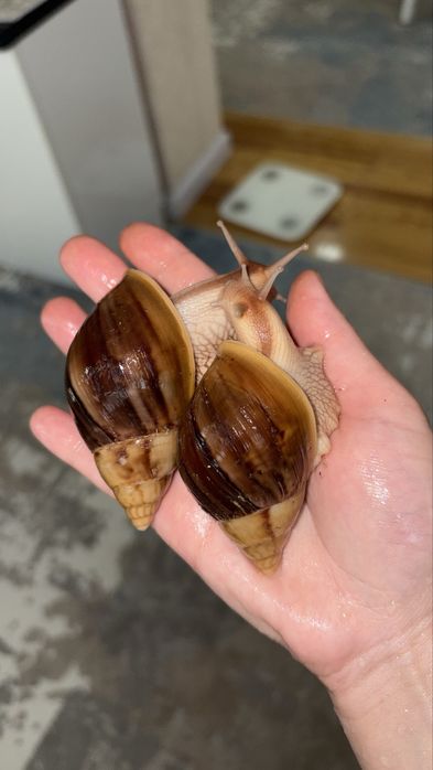 Ahatina panterkala sotivda