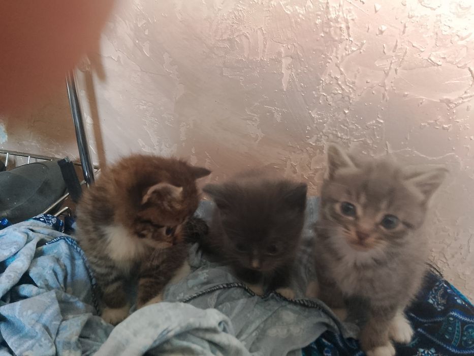 Отдам котят в хорошие руки