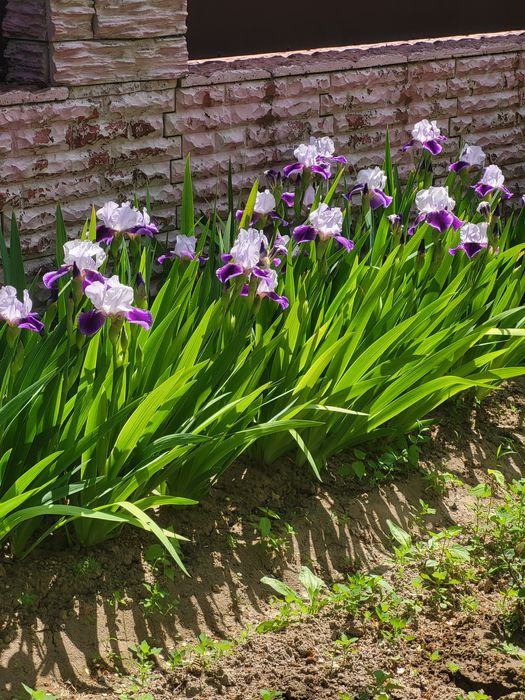 Ирисы многолетние