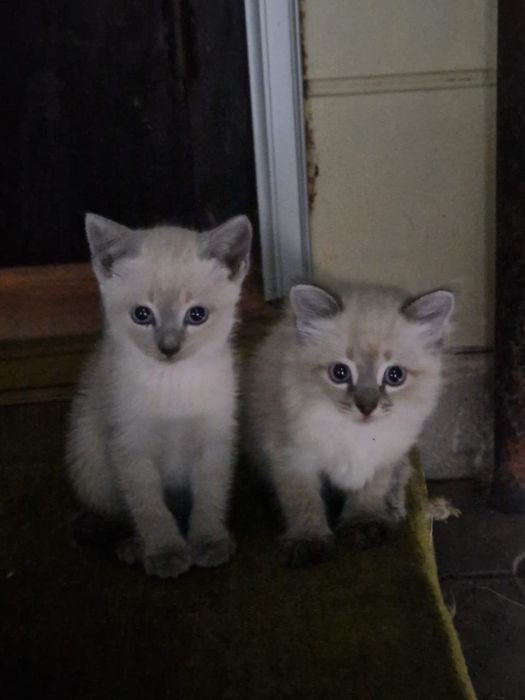Отдам котят в добрые руки