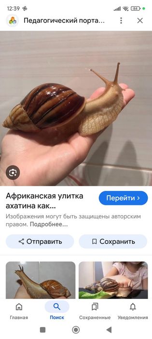 Улитки Ахатины домашние питомцы