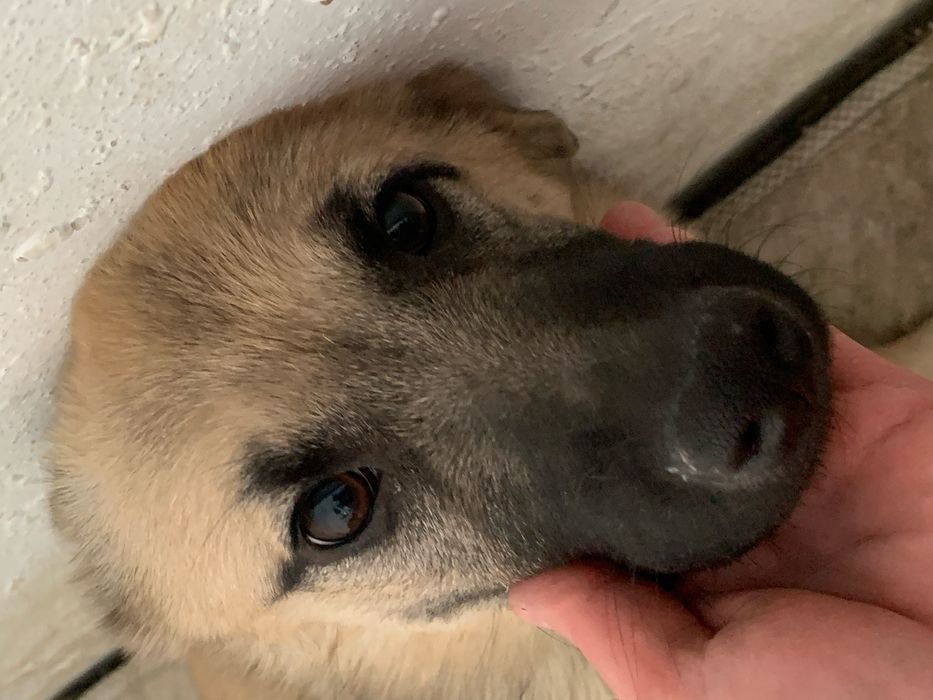 Пристраивается собака / щенок 7,5 месяца