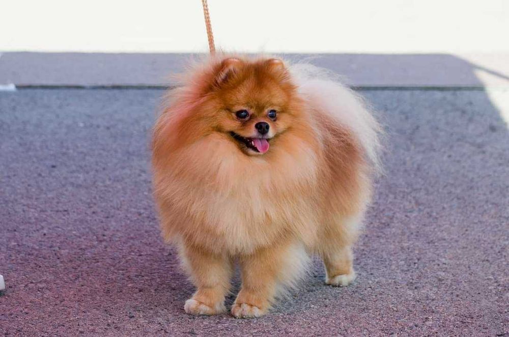 Вязка Шпиц  Померанский