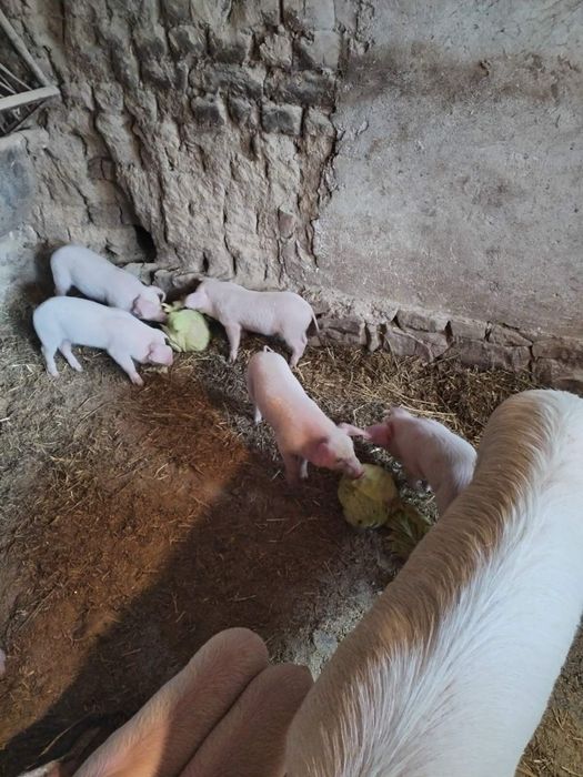 Продавам малки прасета!