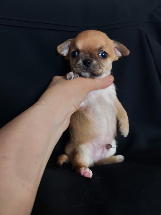 Продаю щенков чихуахуа