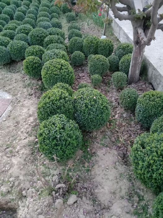 Shamshod sotiladi 125000