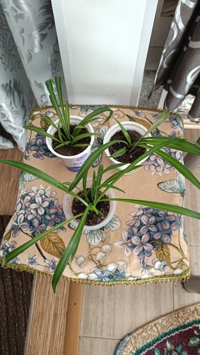 Срочно Недорого продам комнатные  цветы