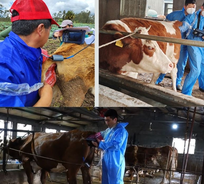 УЗИ  бугоз кисир сигир гуножин корова стельность тёлки