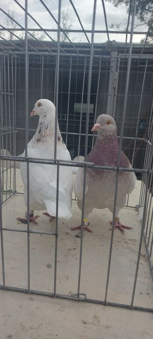 Porumbei Texani 2023