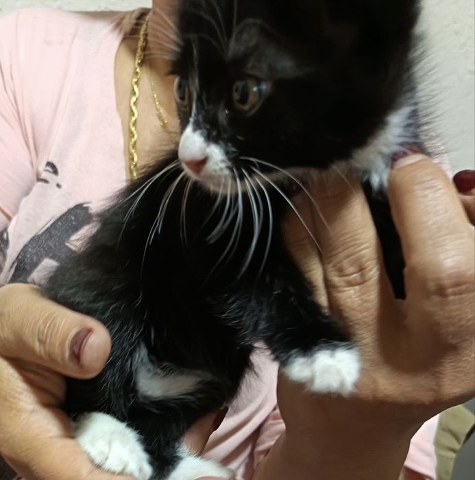 Отдадим котят в хорошие руки