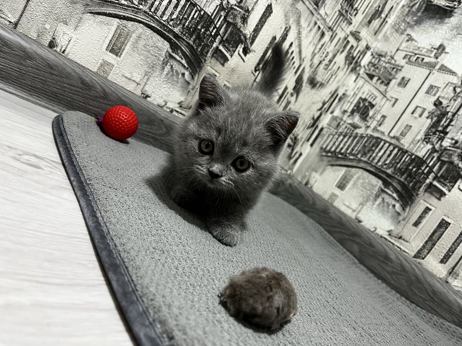 Котята голубые британские