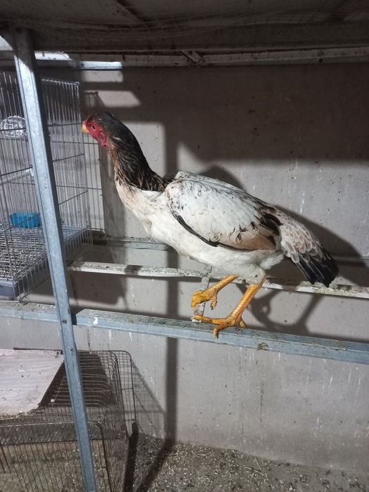 Zati toza narsa yoshiga toldi xozr tuxumda