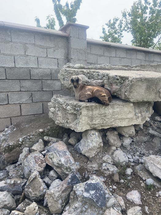 Сауын ешкі лағымен