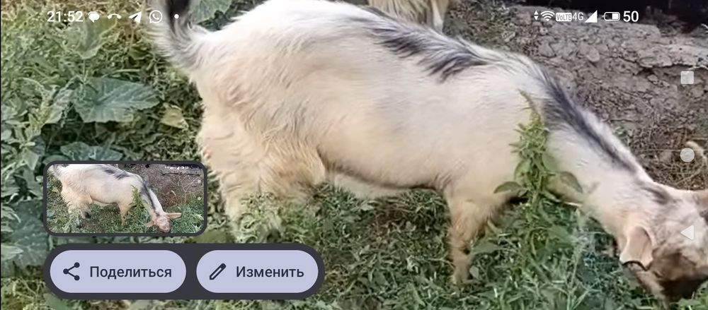 Продается козел крупный