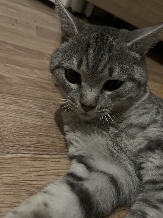 Отдам даром кота. Мальчик,