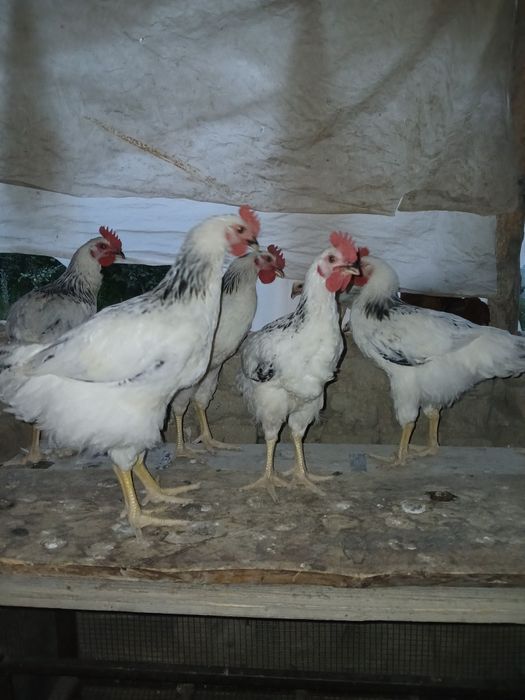 Dominant makiyon va xoʼrozlari