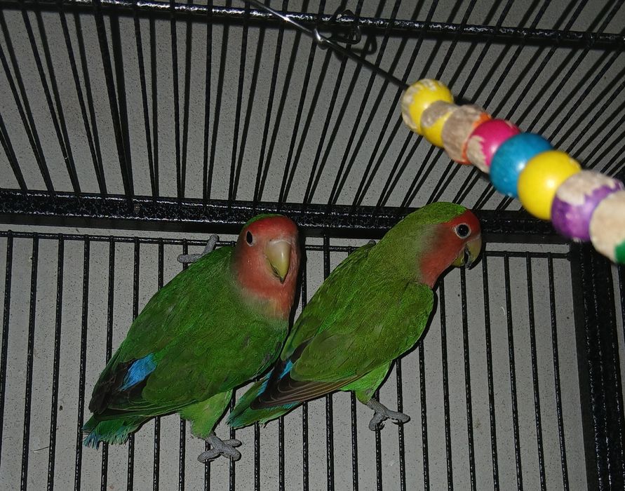 Agapornis  pereche matura reproducatoare