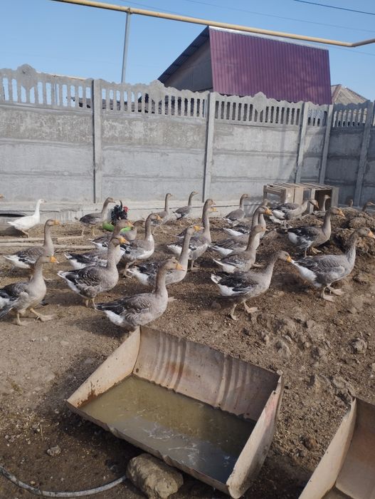 Продам гусей Крупно серые