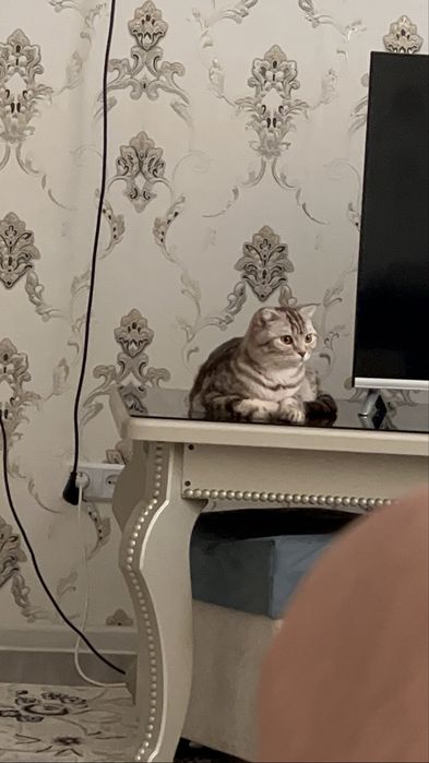 Mushuk Shatlanskiy Skotch zoti tozza