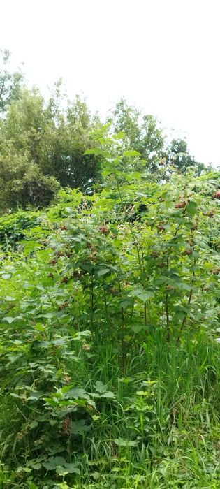Продам дачу, в районе Каменское плато