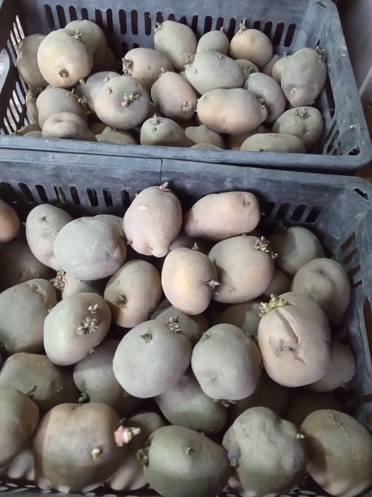 Семенной  картофель картошка