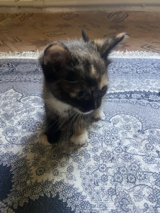 отдам котят в хорошие руки