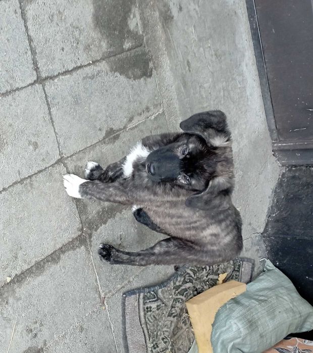 Щенок в добрые руки