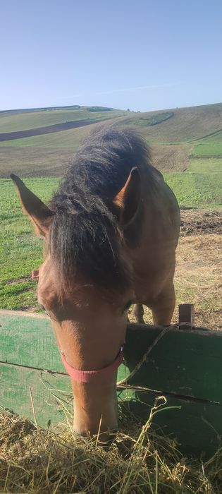 Vînd mînză de un an jumate