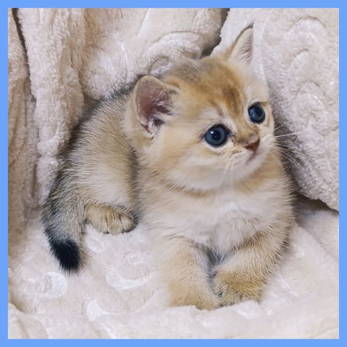 Котёнок золотая шиншилла.