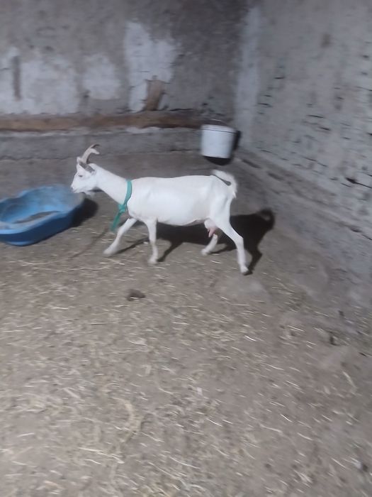 Zanin zotli echki sotiladi