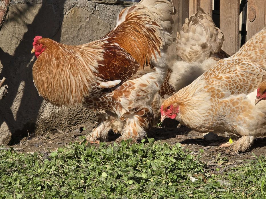 Продавам разплодни яйца от Златно дантелен брама [Buff laced Brahma]