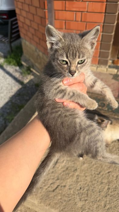 Отдам котят в добрые руки