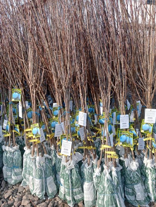 Vând Pomi Fructiferi cu radacina ambalata si neambalata