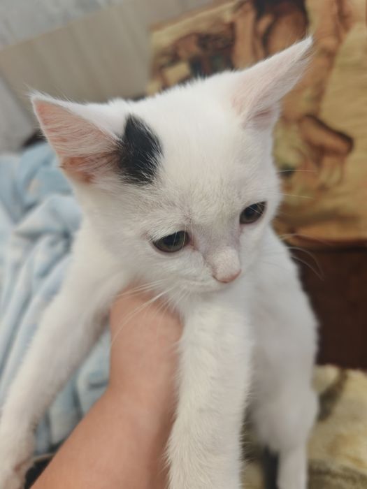 котёнок, отдам в добрые руки
